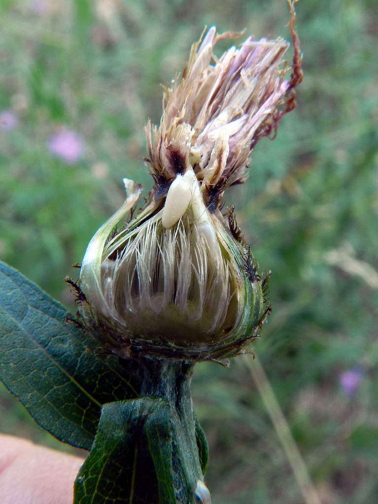 Determinazione Centaurea - Centaurea nigra ?